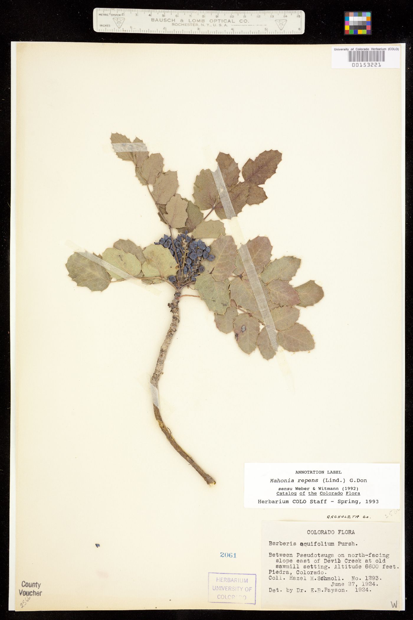 Berberis repens image
