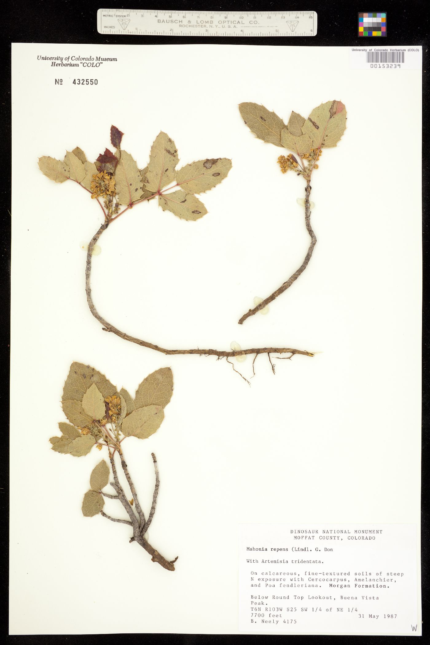 Berberis repens image