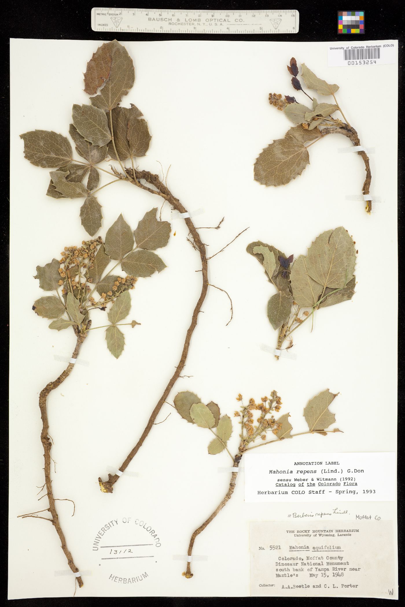 Berberis image