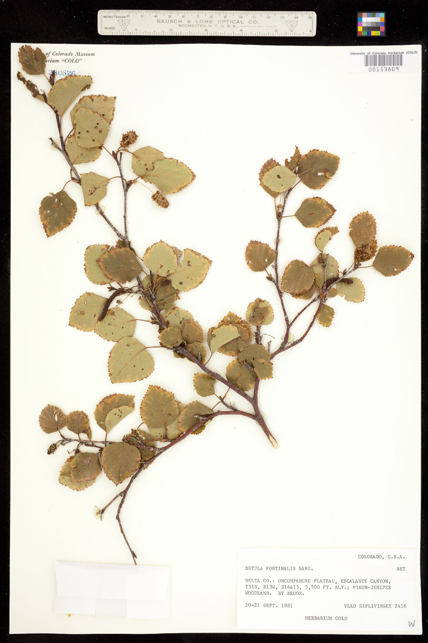 Betula occidentalis image