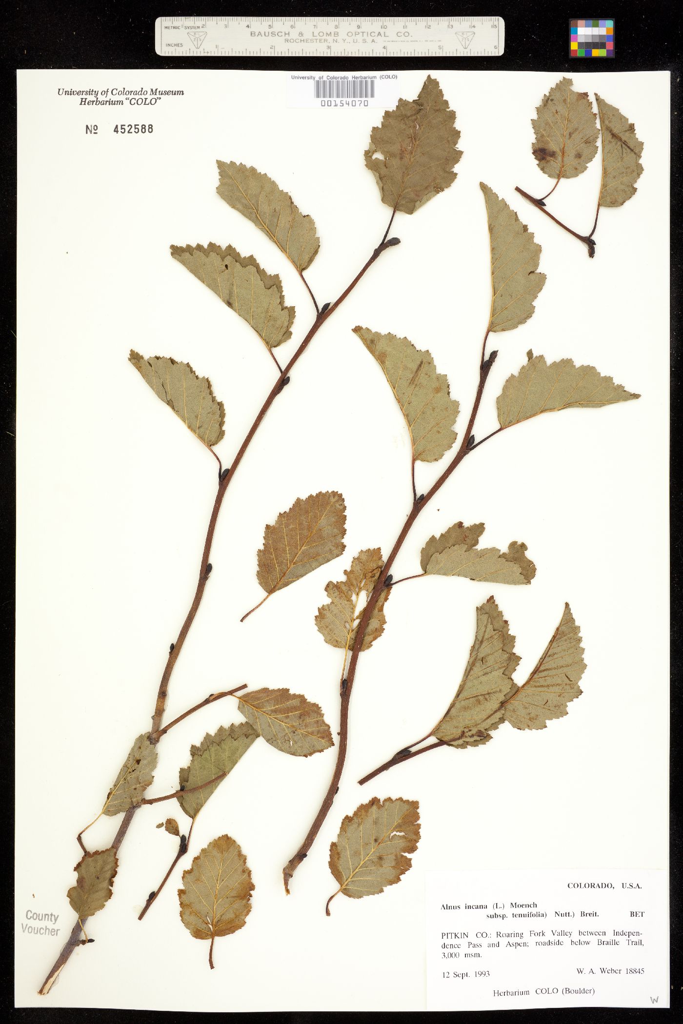 Alnus incana ssp. tenuifolia image