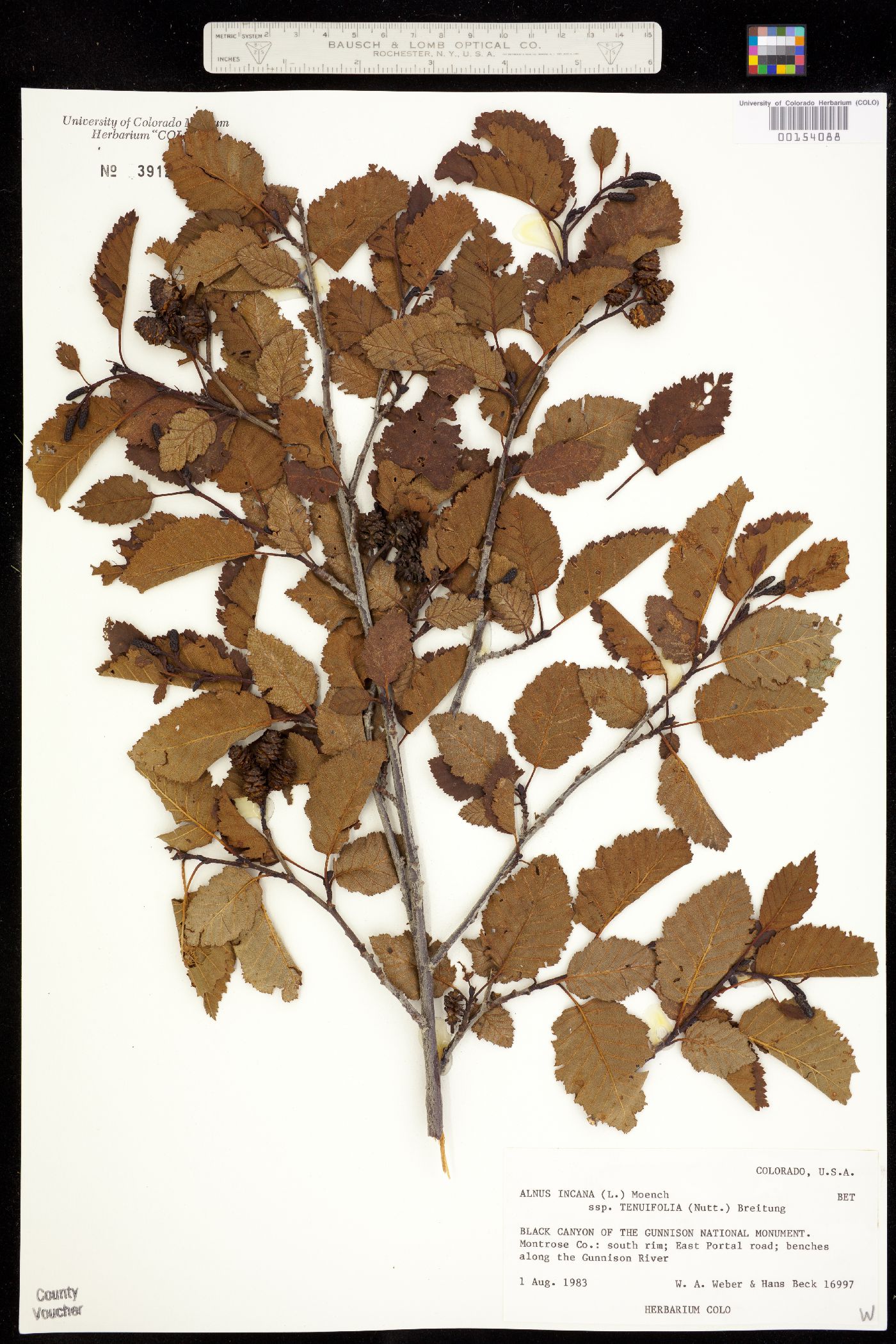 Alnus incana ssp. tenuifolia image