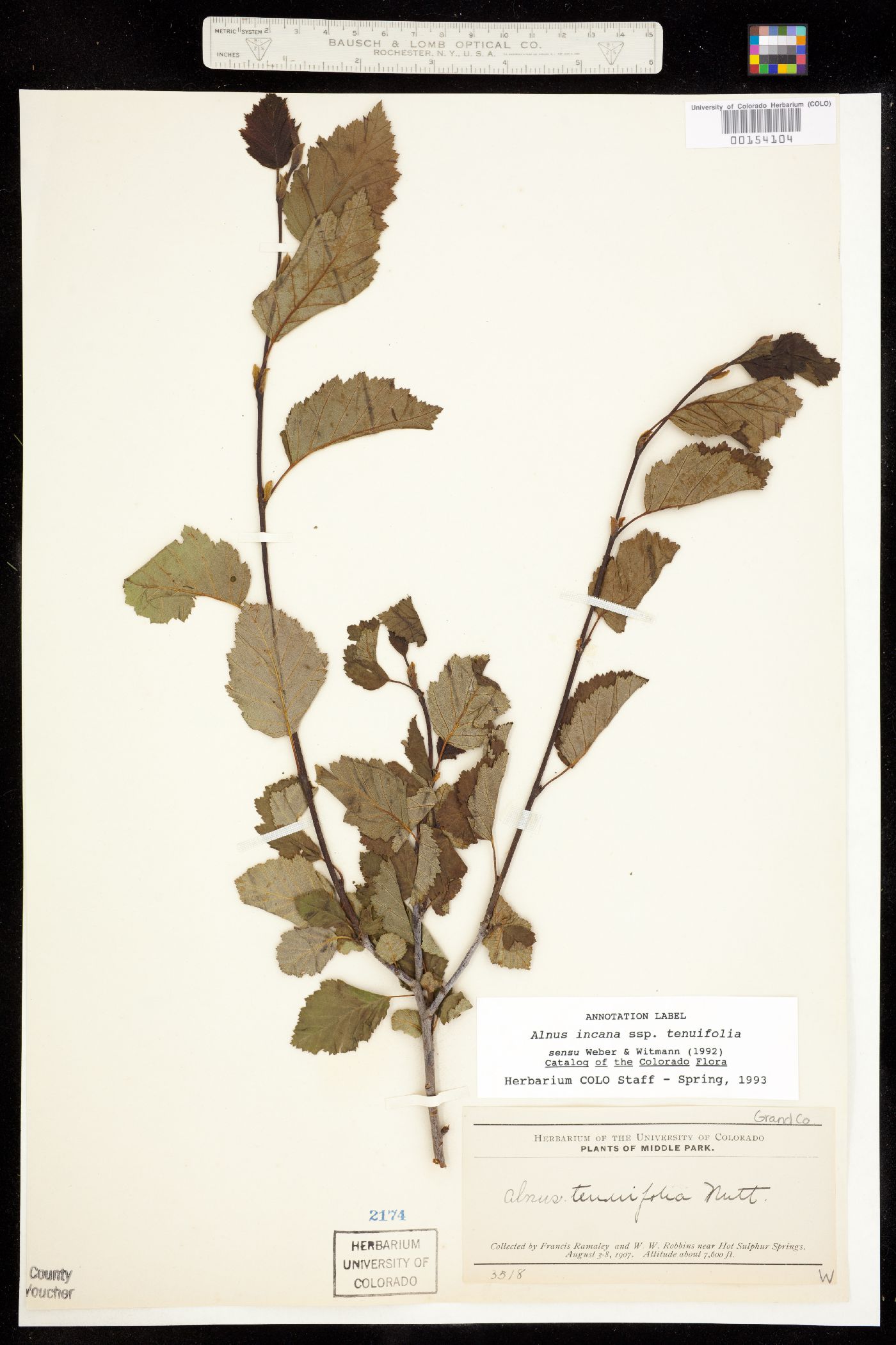 Alnus incana ssp. tenuifolia image