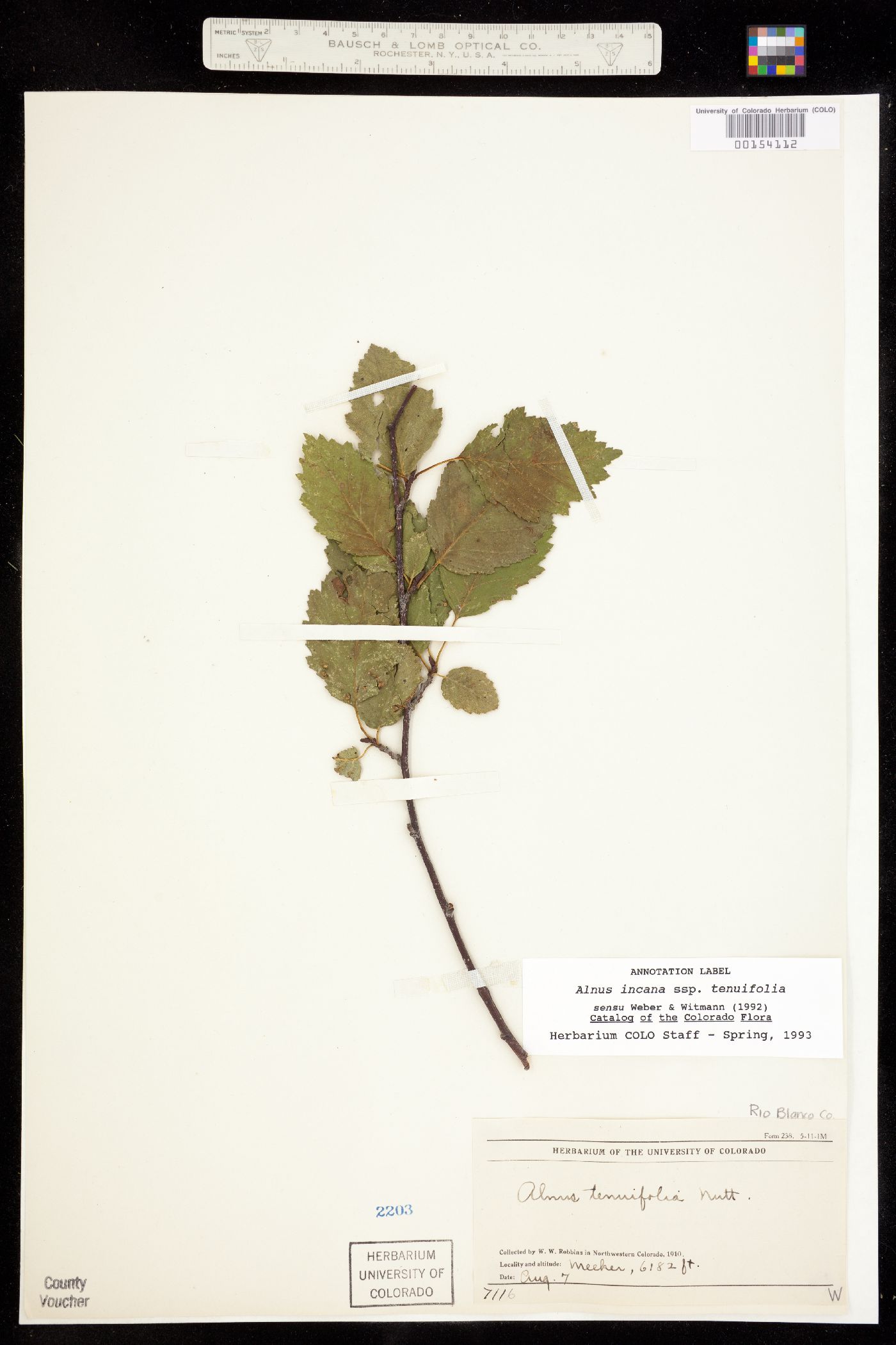Alnus incana ssp. tenuifolia image