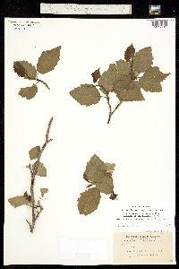 Alnus incana ssp. tenuifolia image