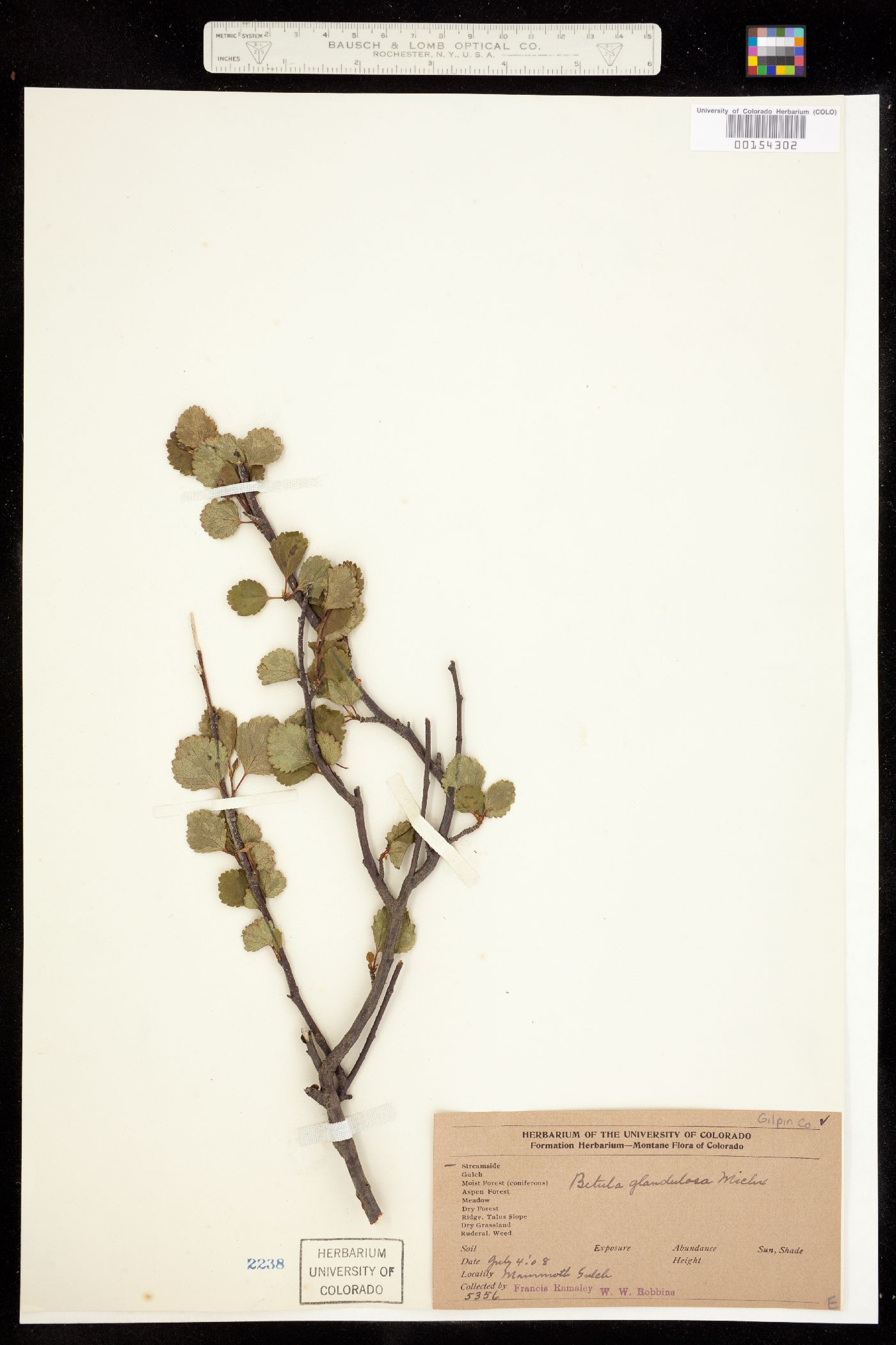 Betula glandulosa image
