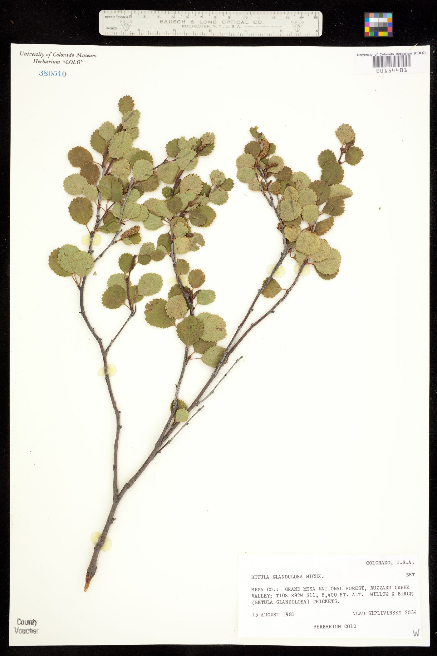 Betula glandulosa image