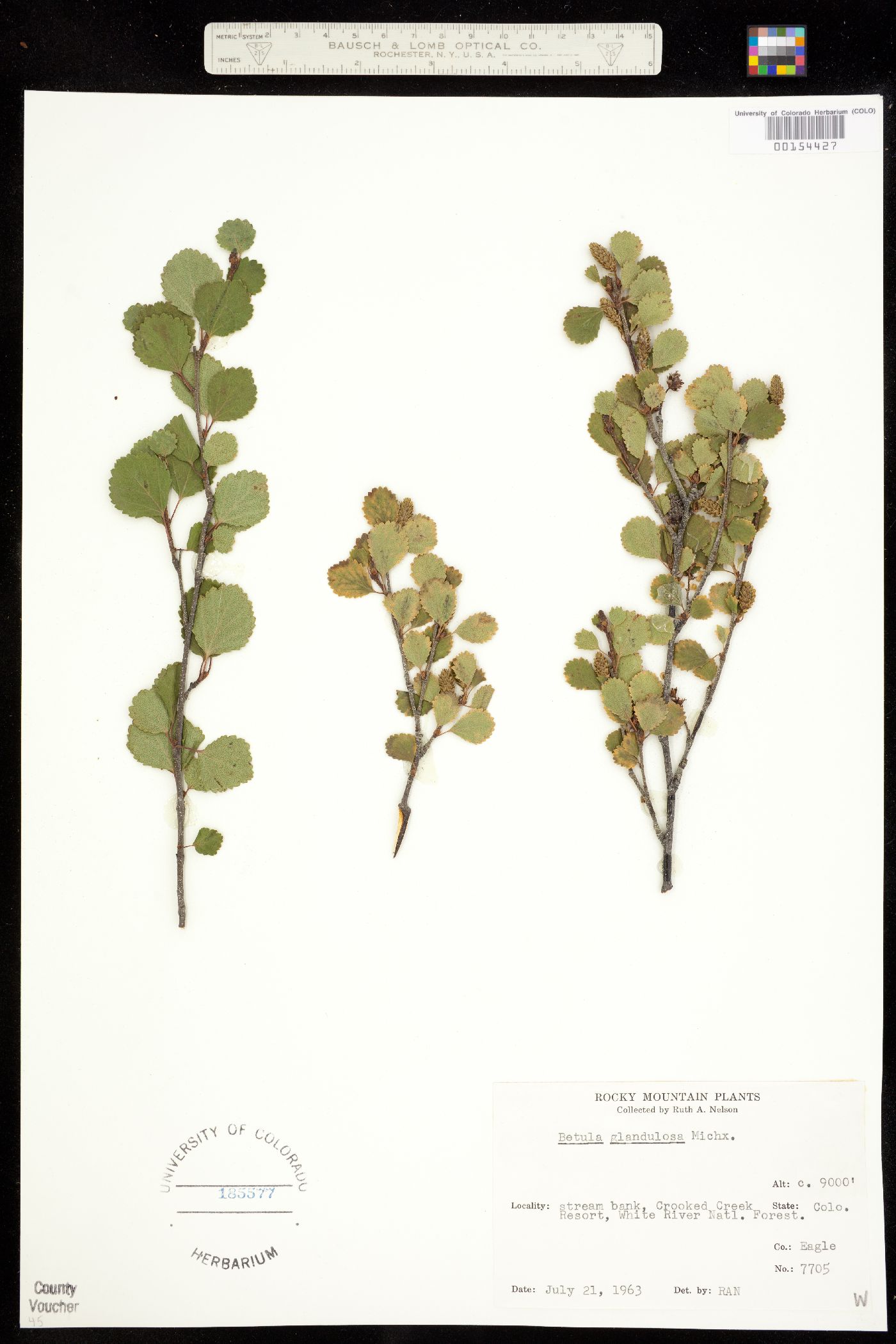 Betula glandulosa image