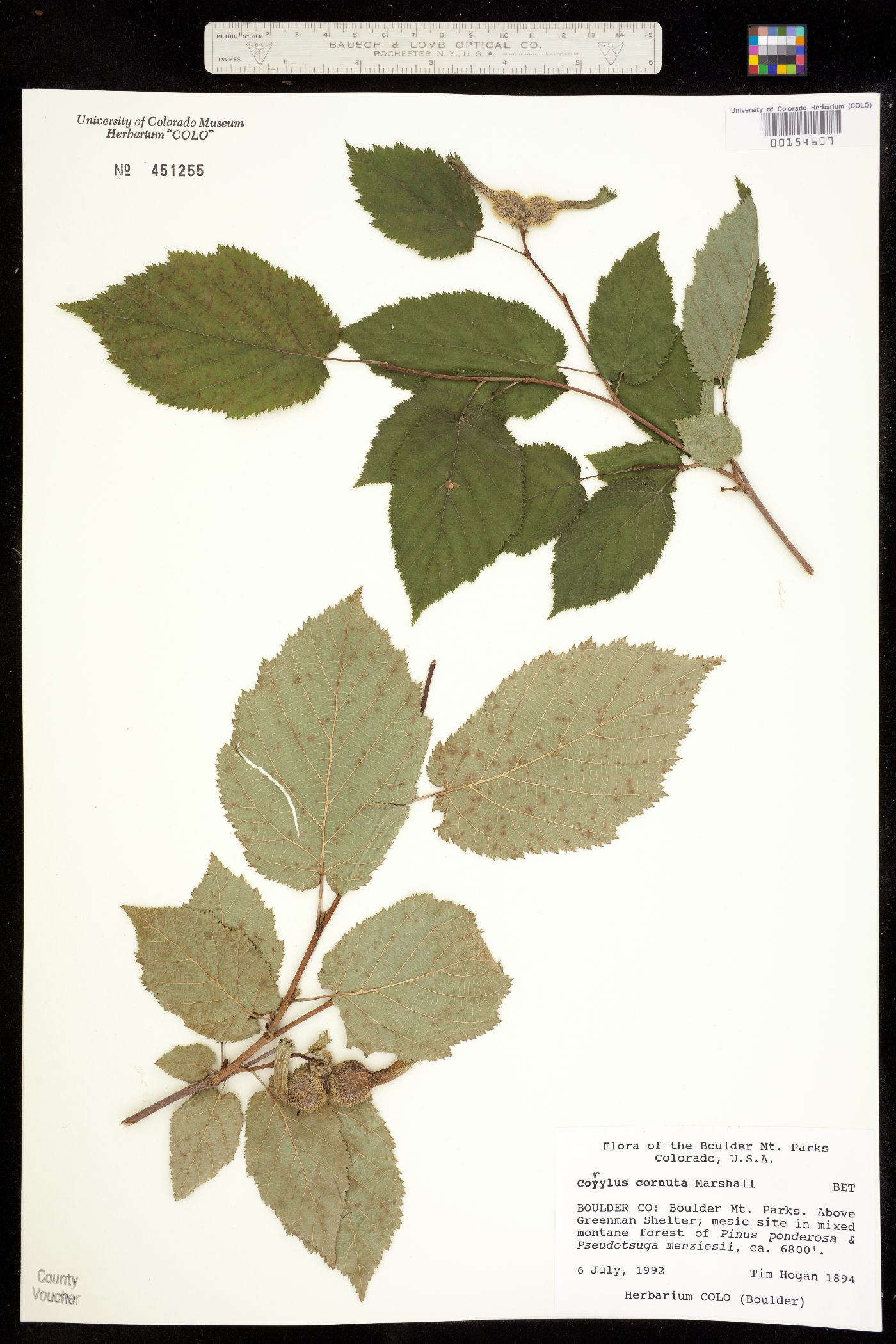 Corylus cornuta image