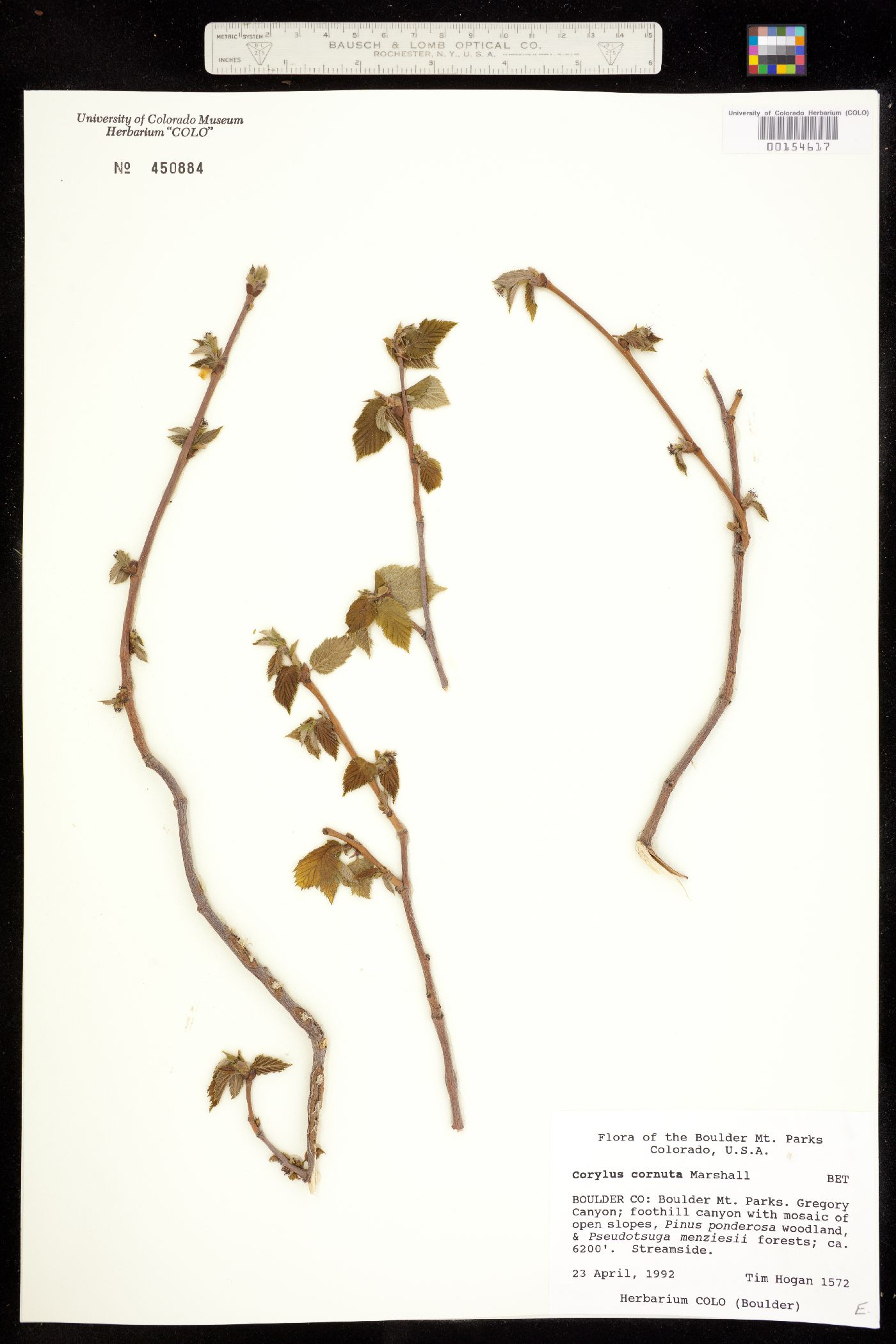 Betulaceae image