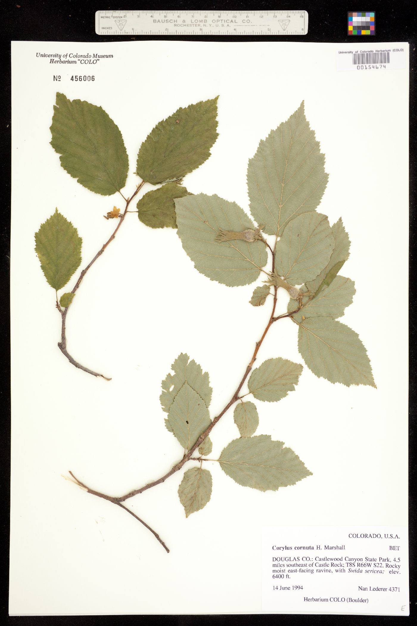 Corylus cornuta image
