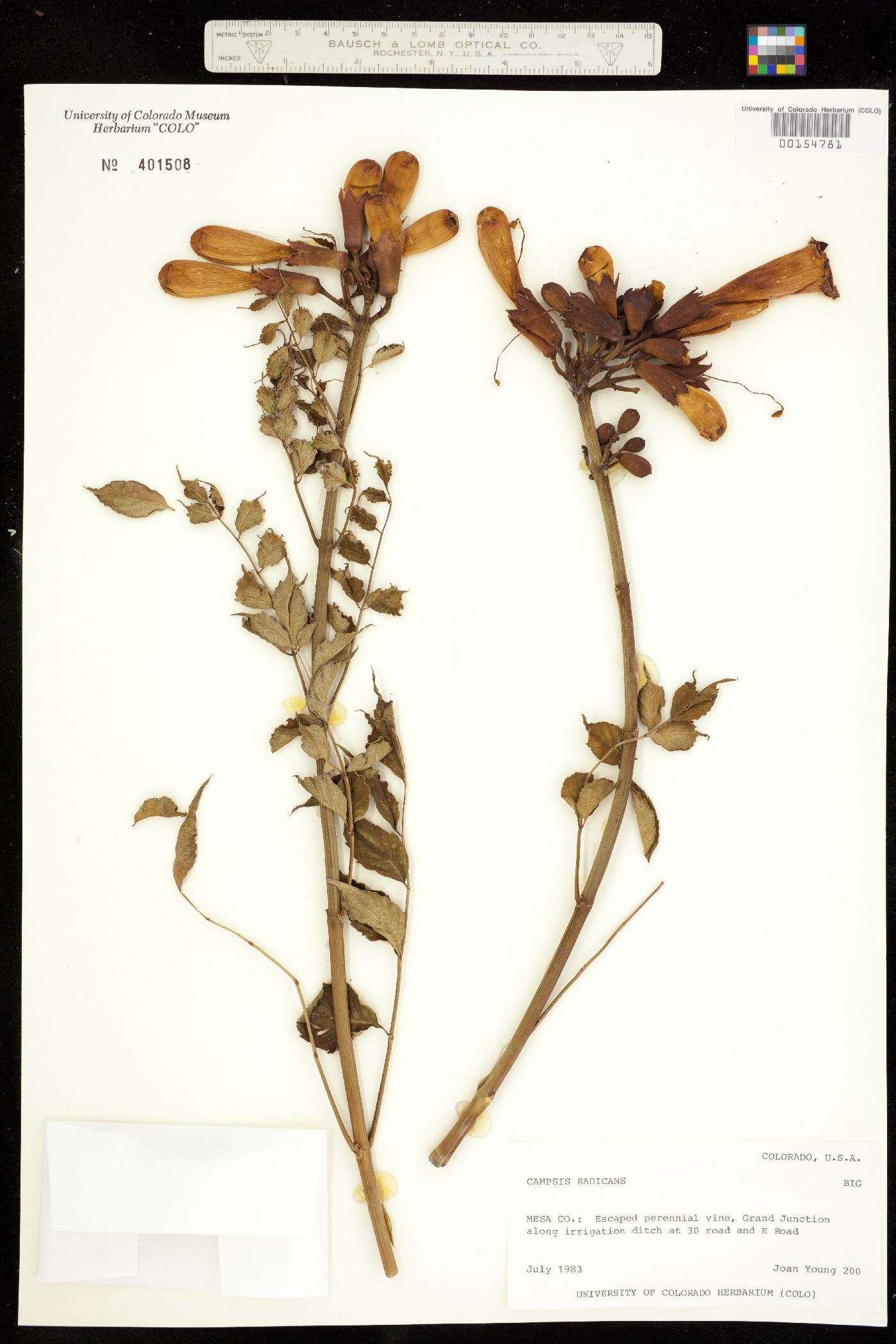 Campsis image