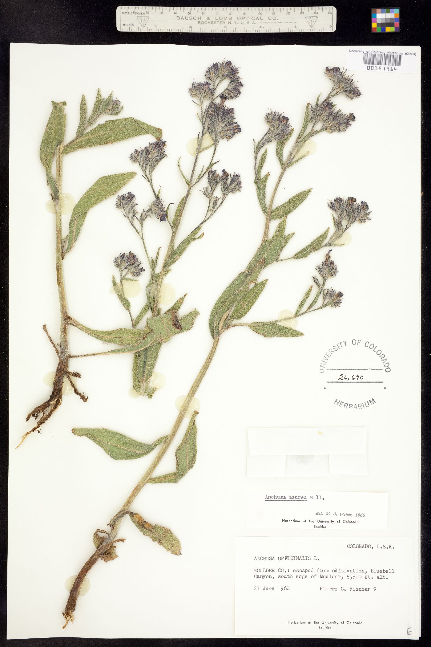 Anchusa azurea image