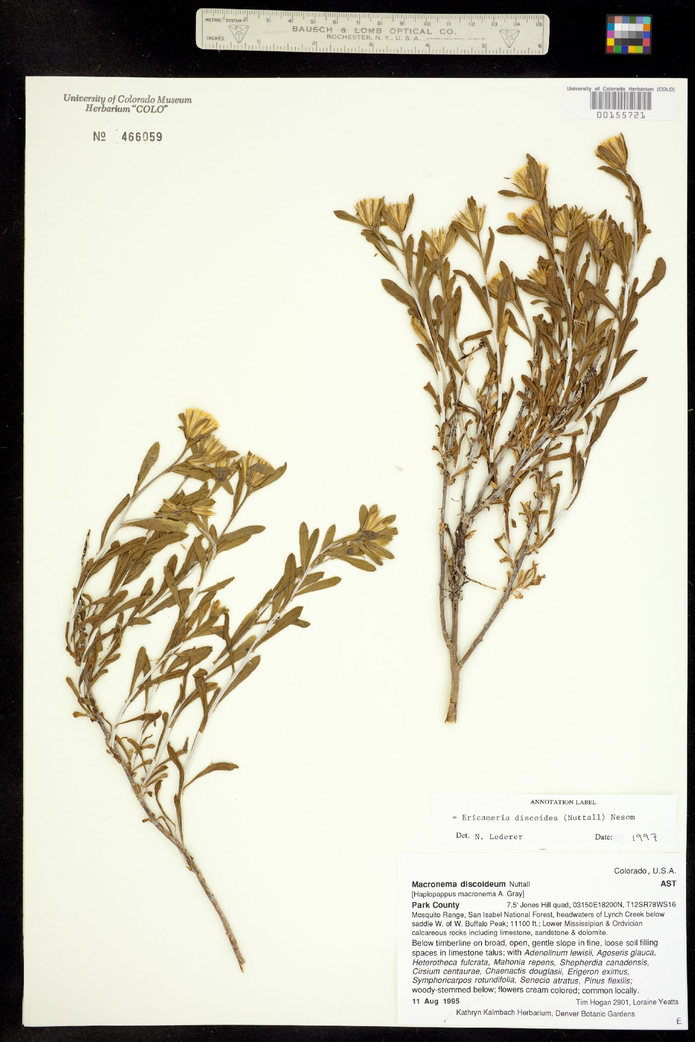 Ericameria discoidea image