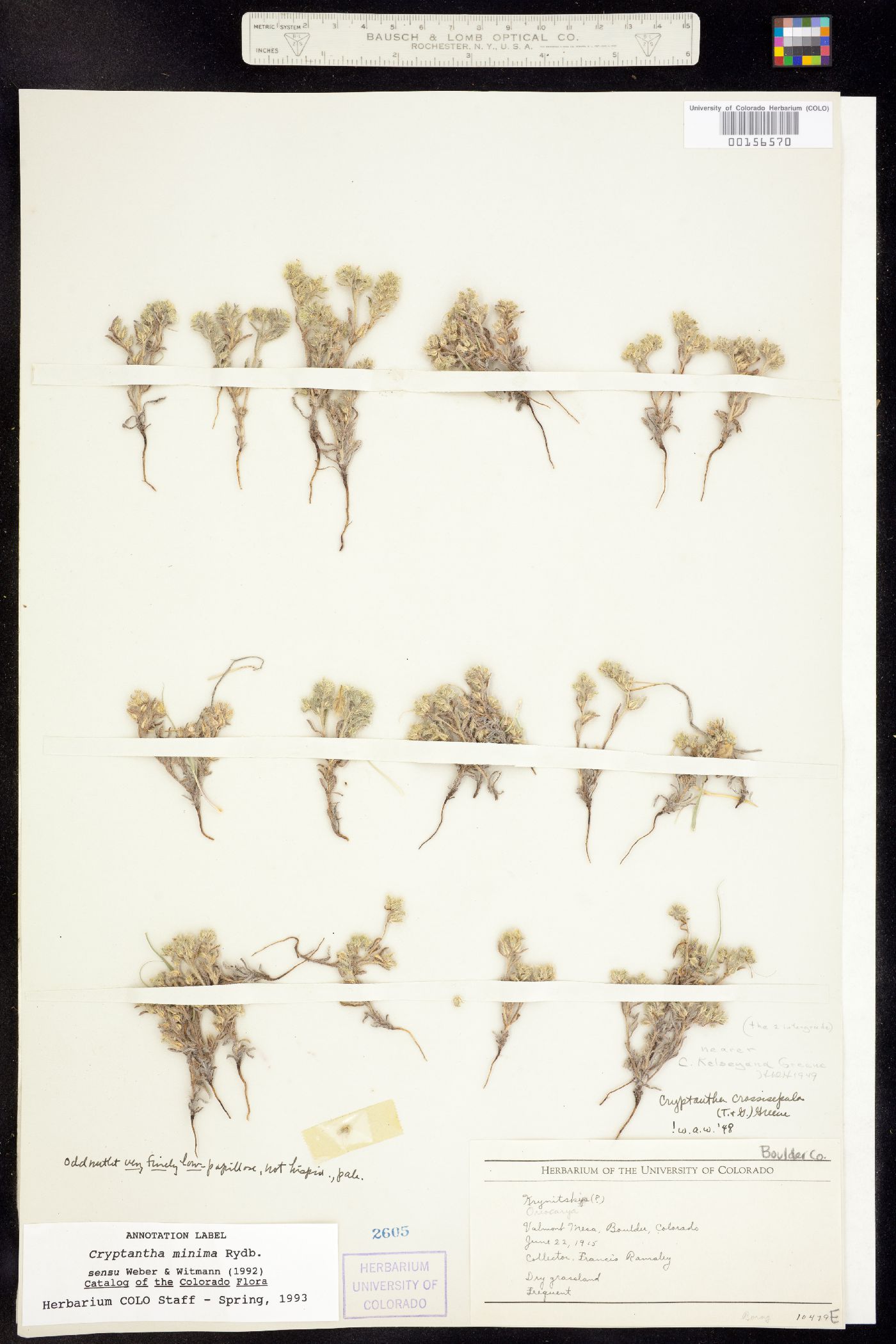 Cryptantha minima image