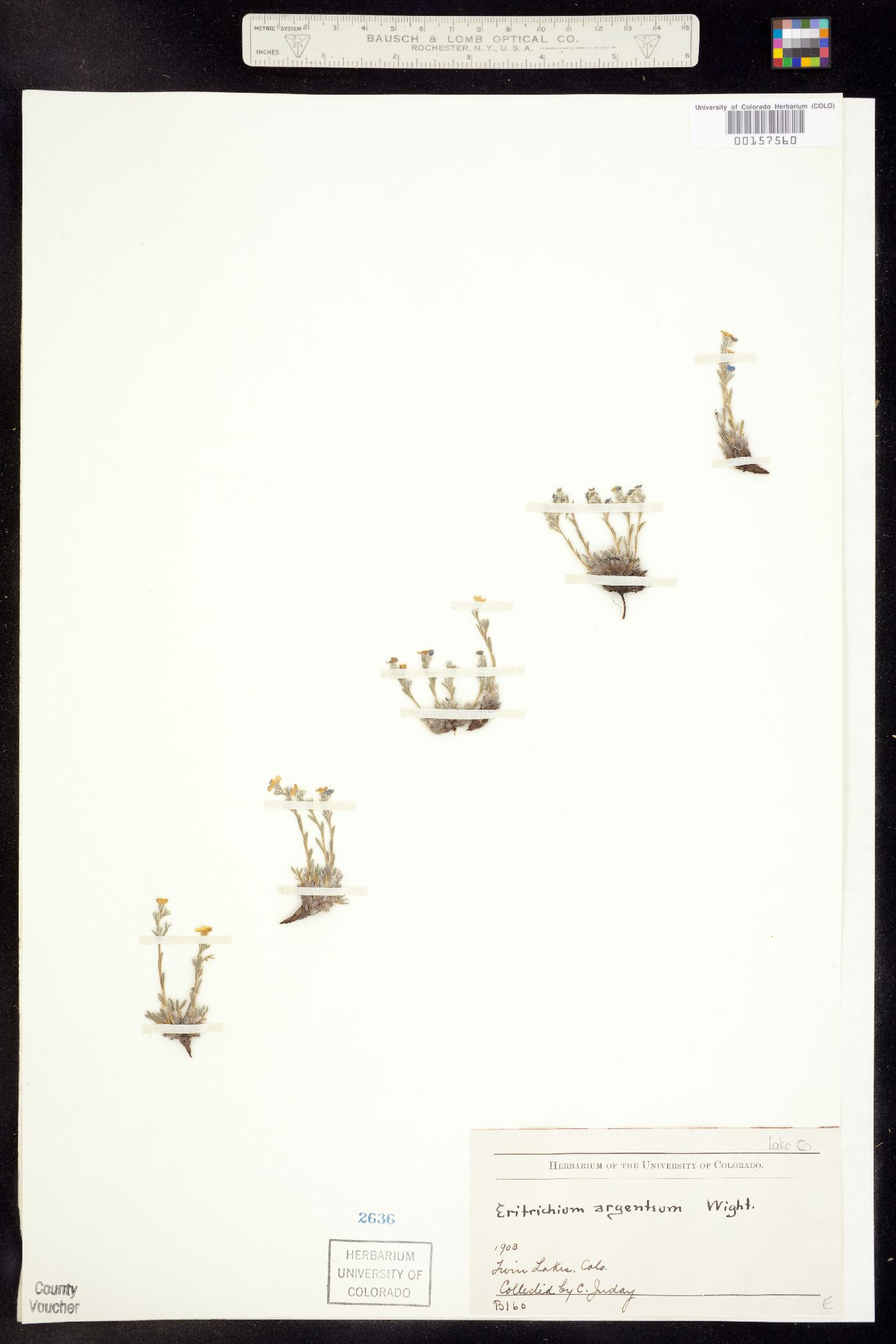Eritrichum aretioides image