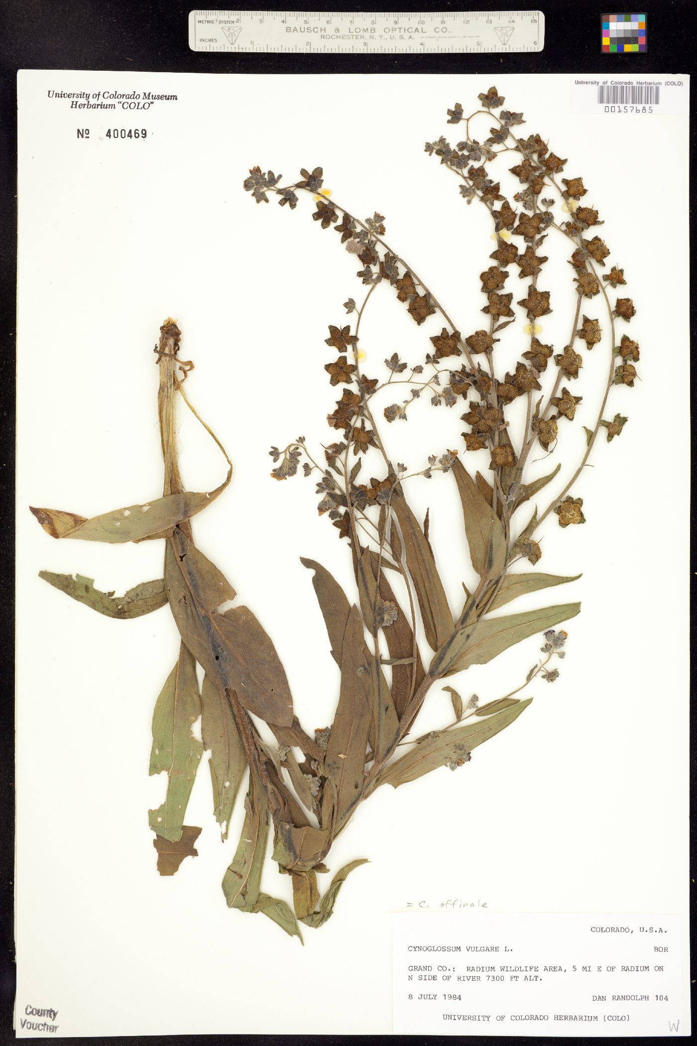Cynoglossum image