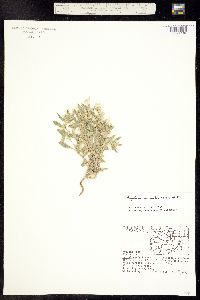 Euploca convolvulacea ssp. convolvulacea image