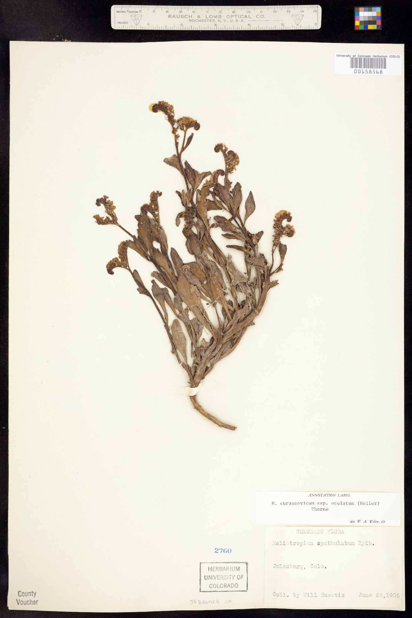 Heliotropium curassavicum ssp. oculatum image