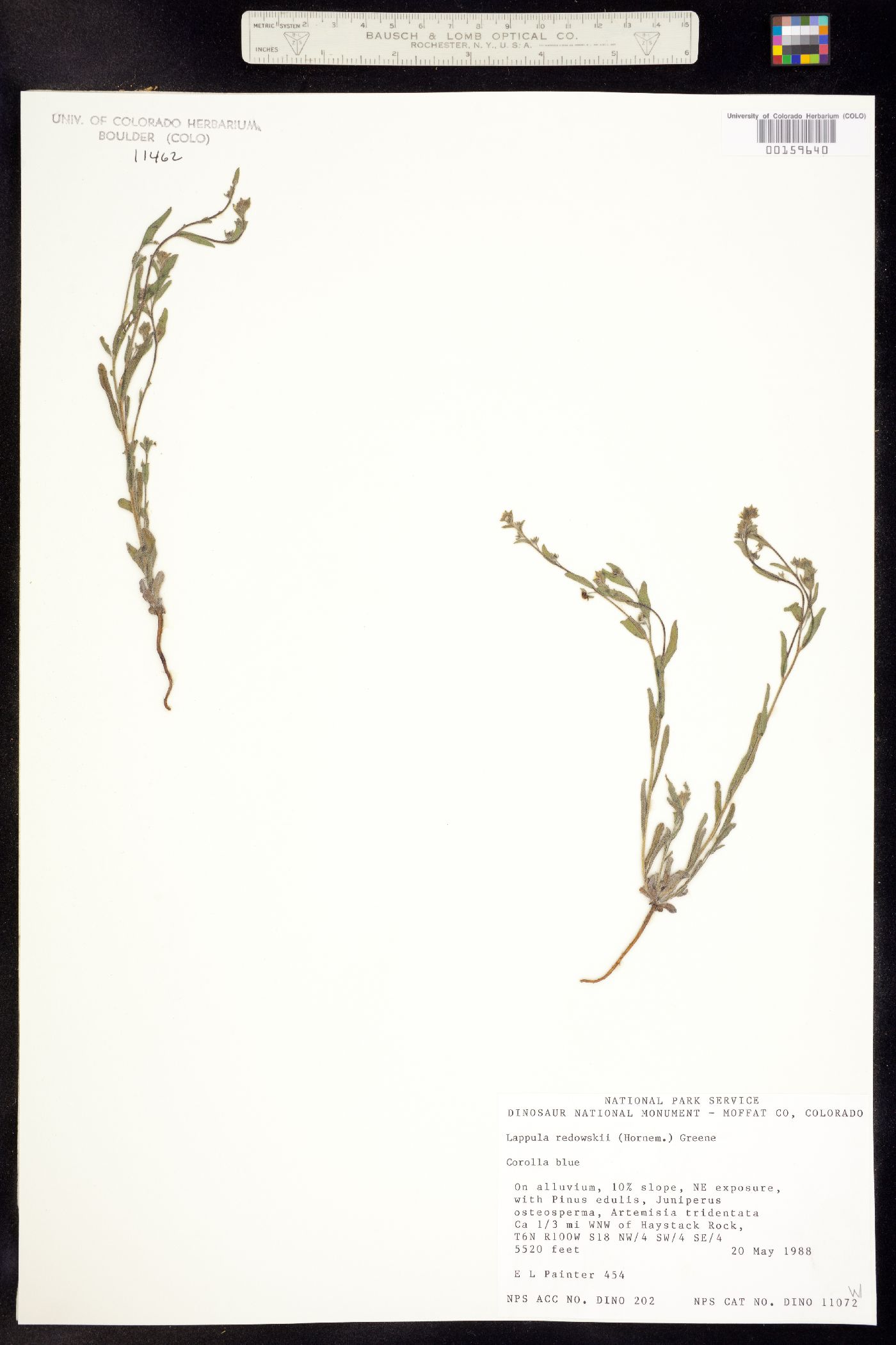 Lappula occidentalis image