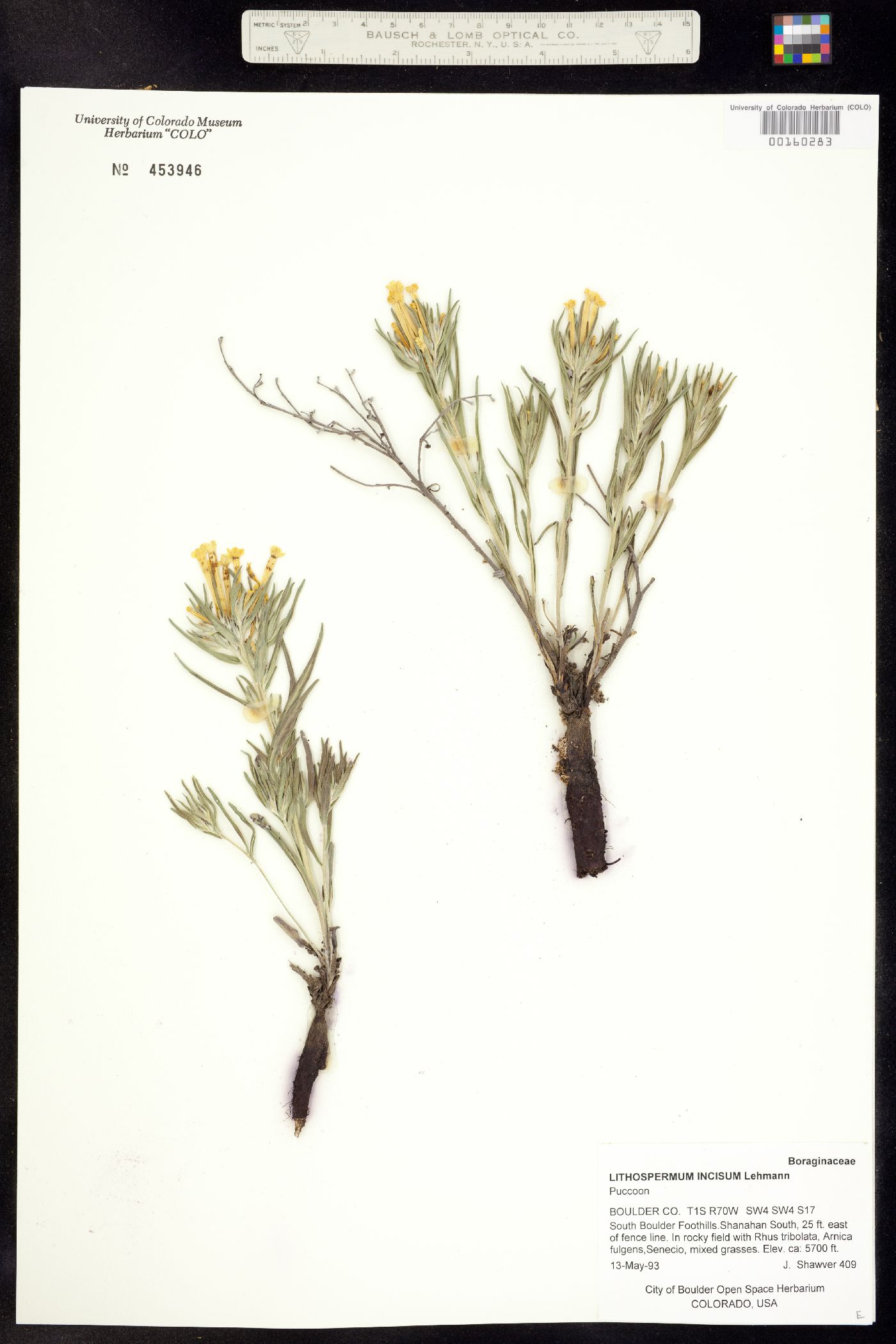 Lithospermum incisum image