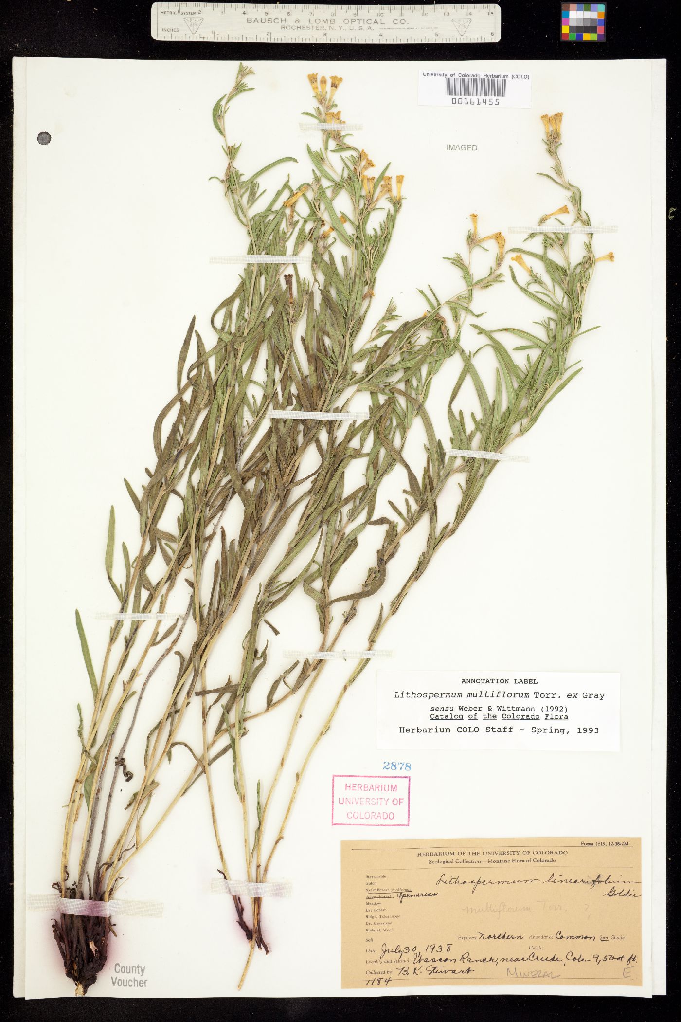 Lithospermum multiflorum image