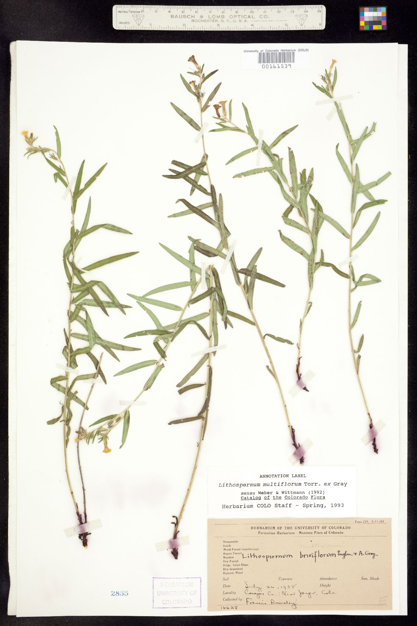 Lithospermum image