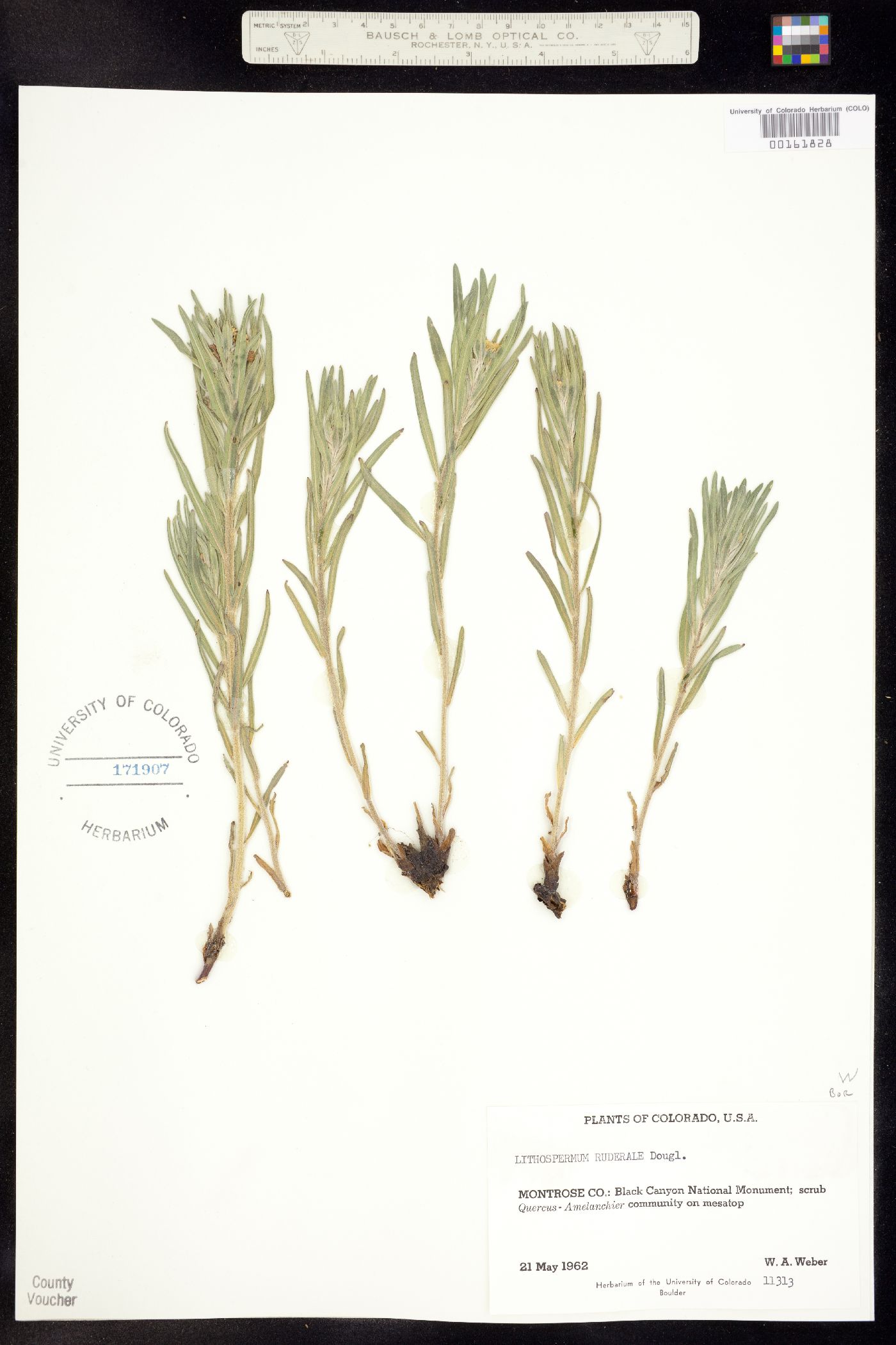 Lithospermum ruderale image