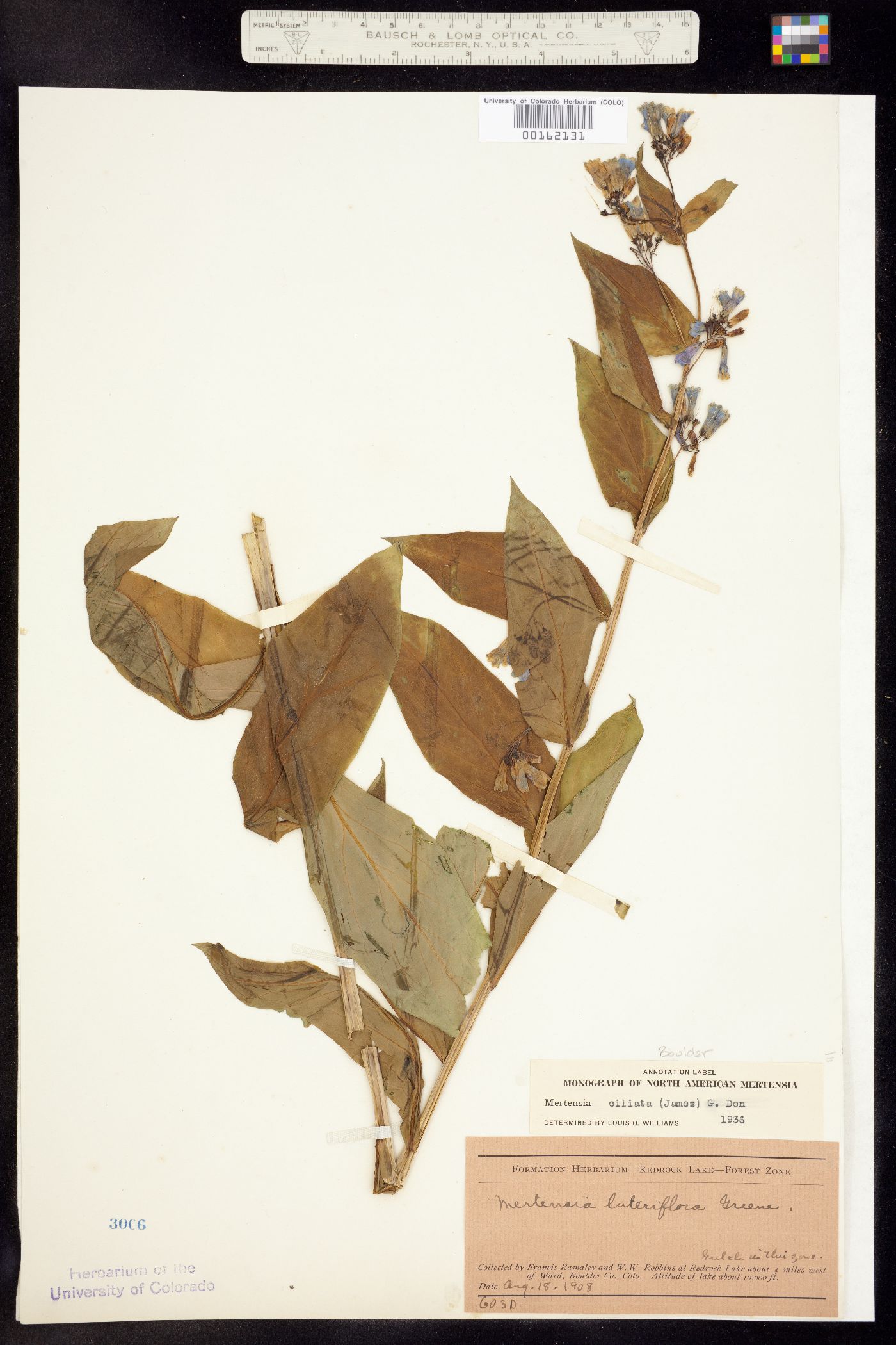 Mertensia ciliata image