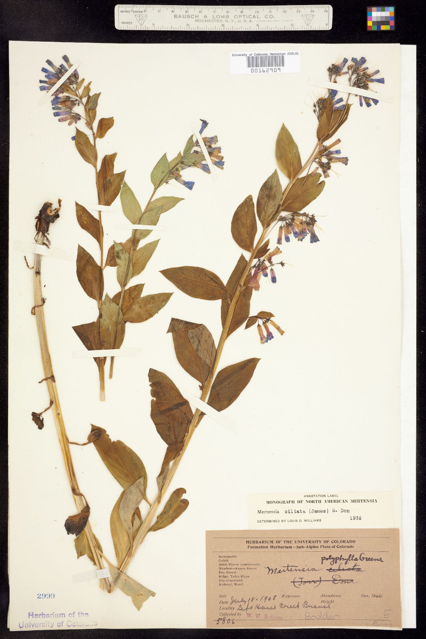 Mertensia ciliata image