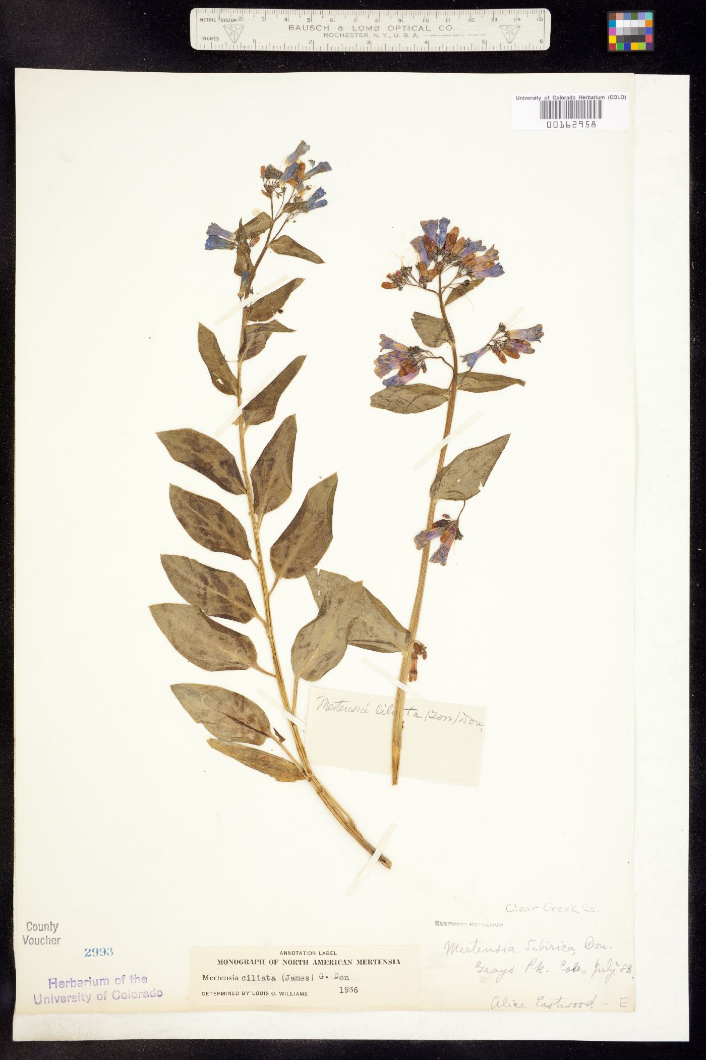 Mertensia image