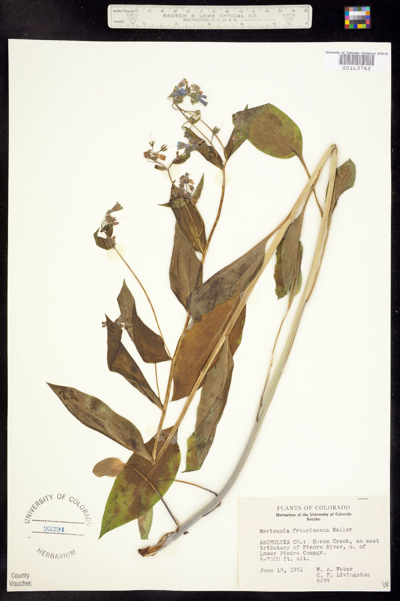 Boraginaceae image