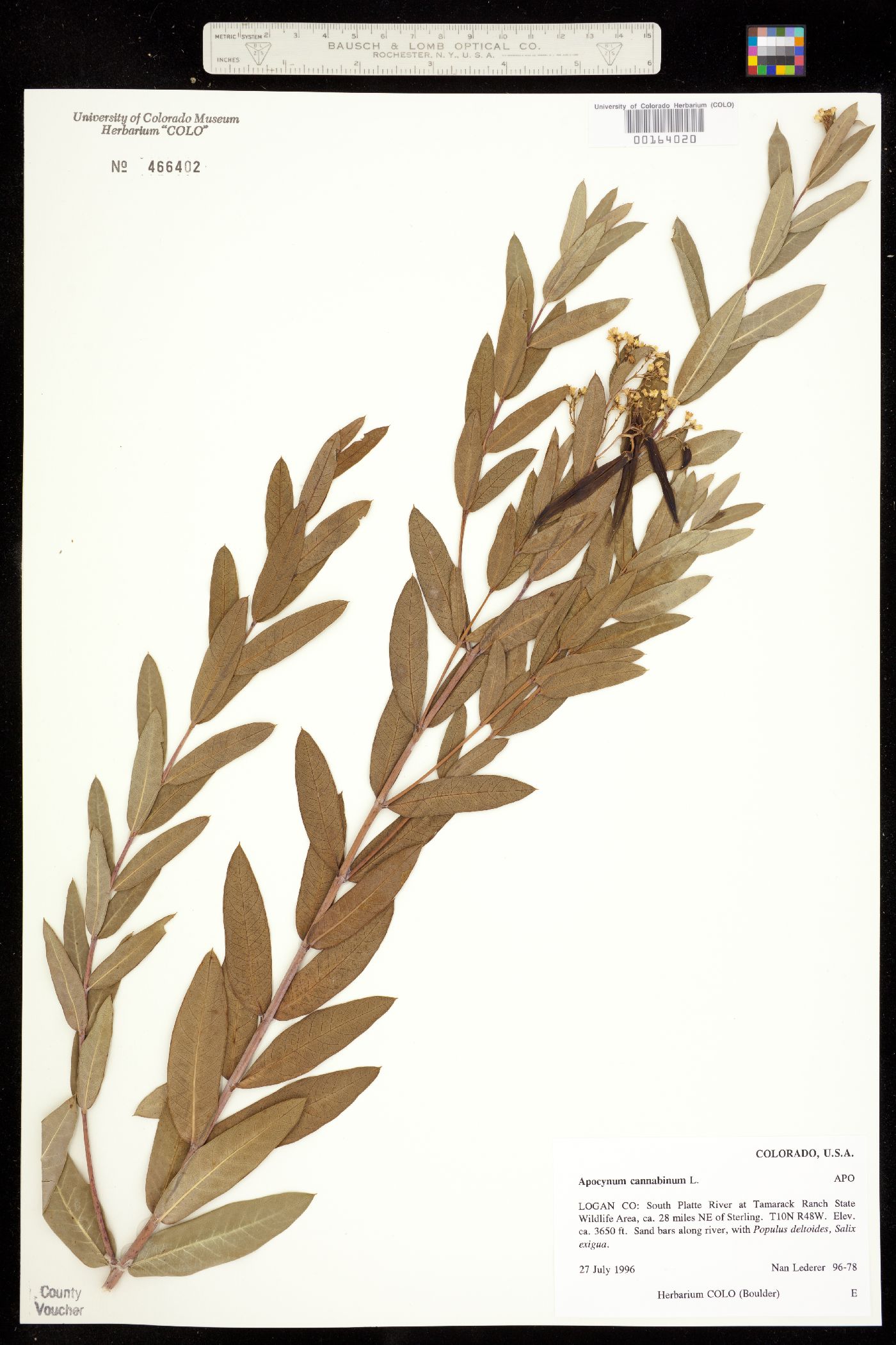 Apocynum cannabinum image