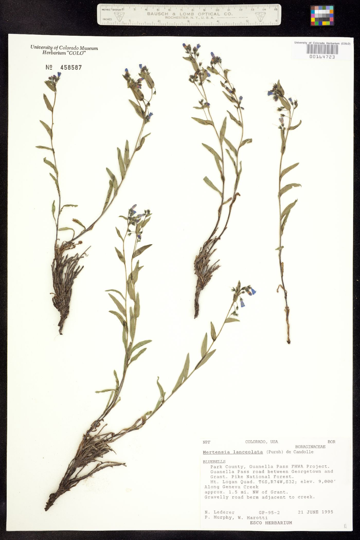 Boraginaceae image