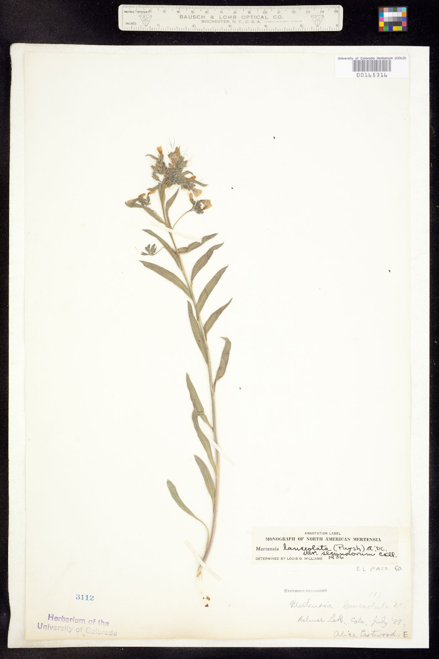 Mertensia lanceolata image