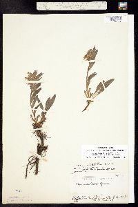 Mertensia lanceolata var. bakeri image