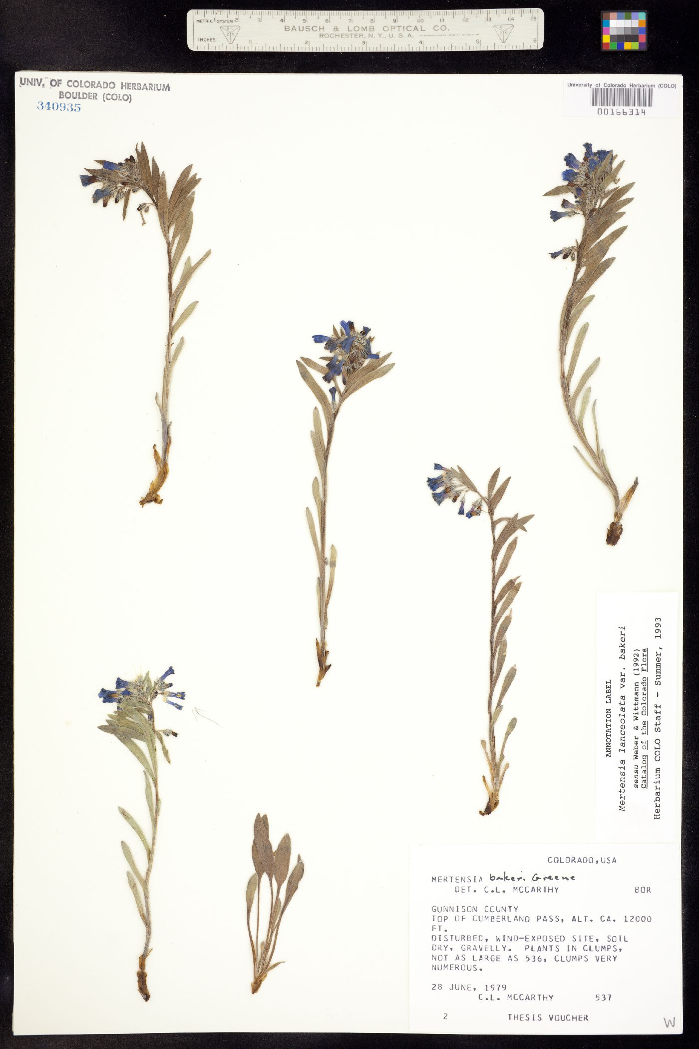 Mertensia lanceolata image