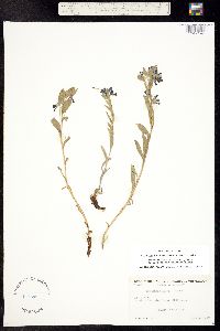 Mertensia lanceolata var. bakeri image