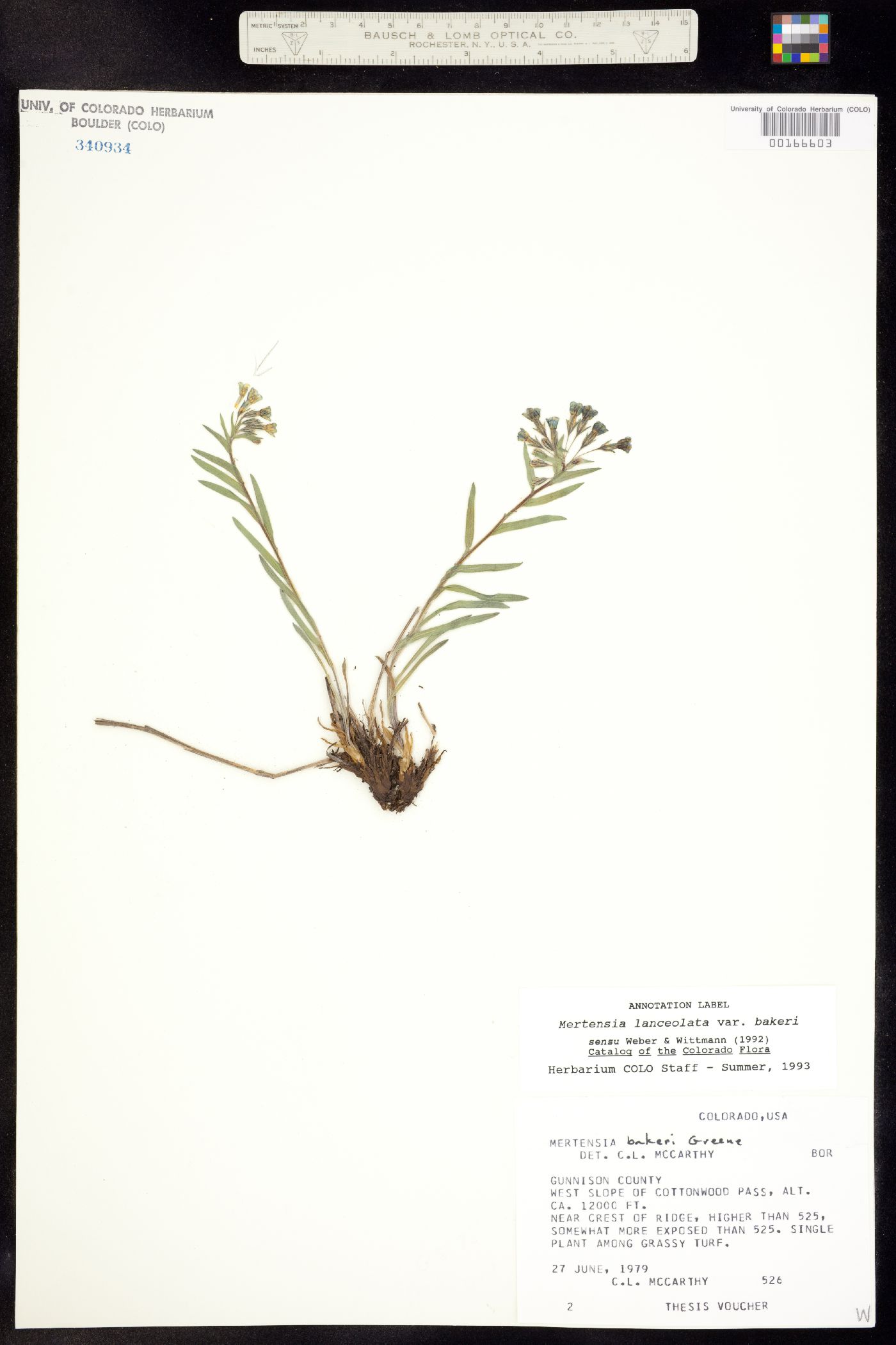 Mertensia lanceolata var. bakeri image