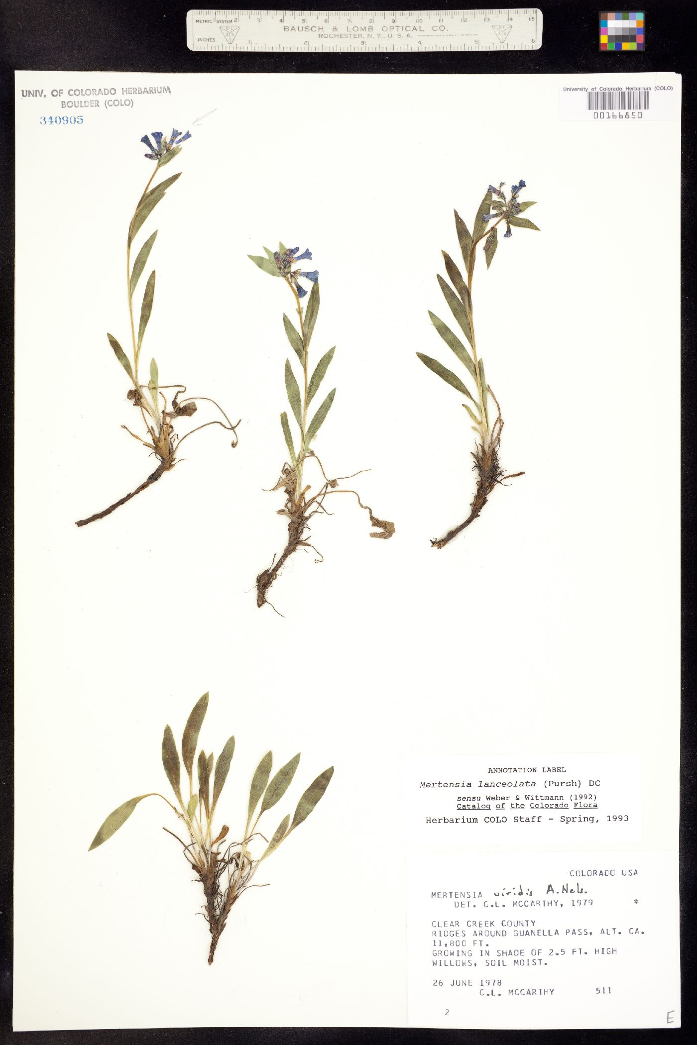 Mertensia oblongifolia image