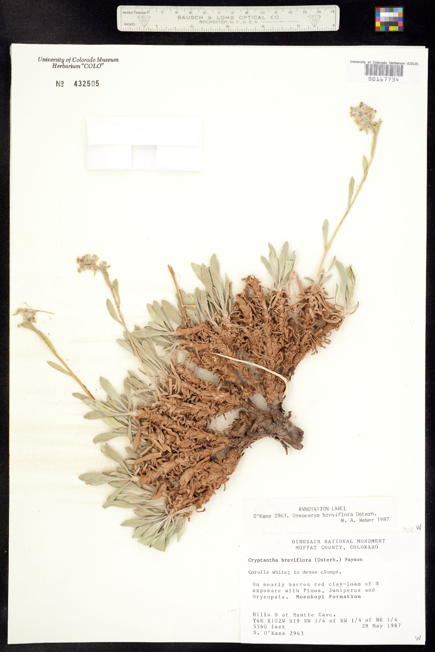 Cryptantha breviflora image