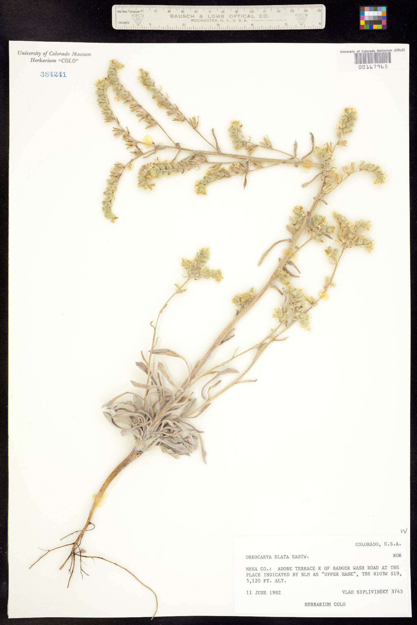 Cryptantha elata image