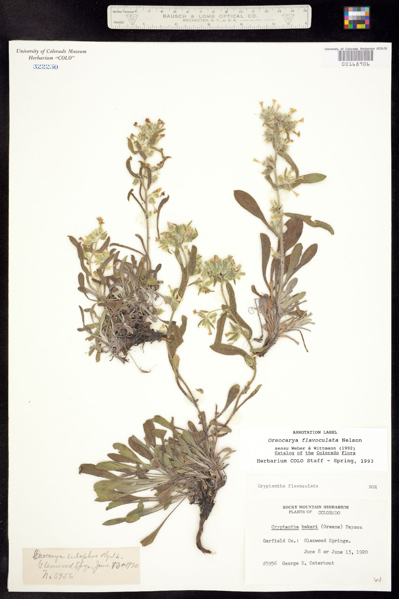 Cryptantha image