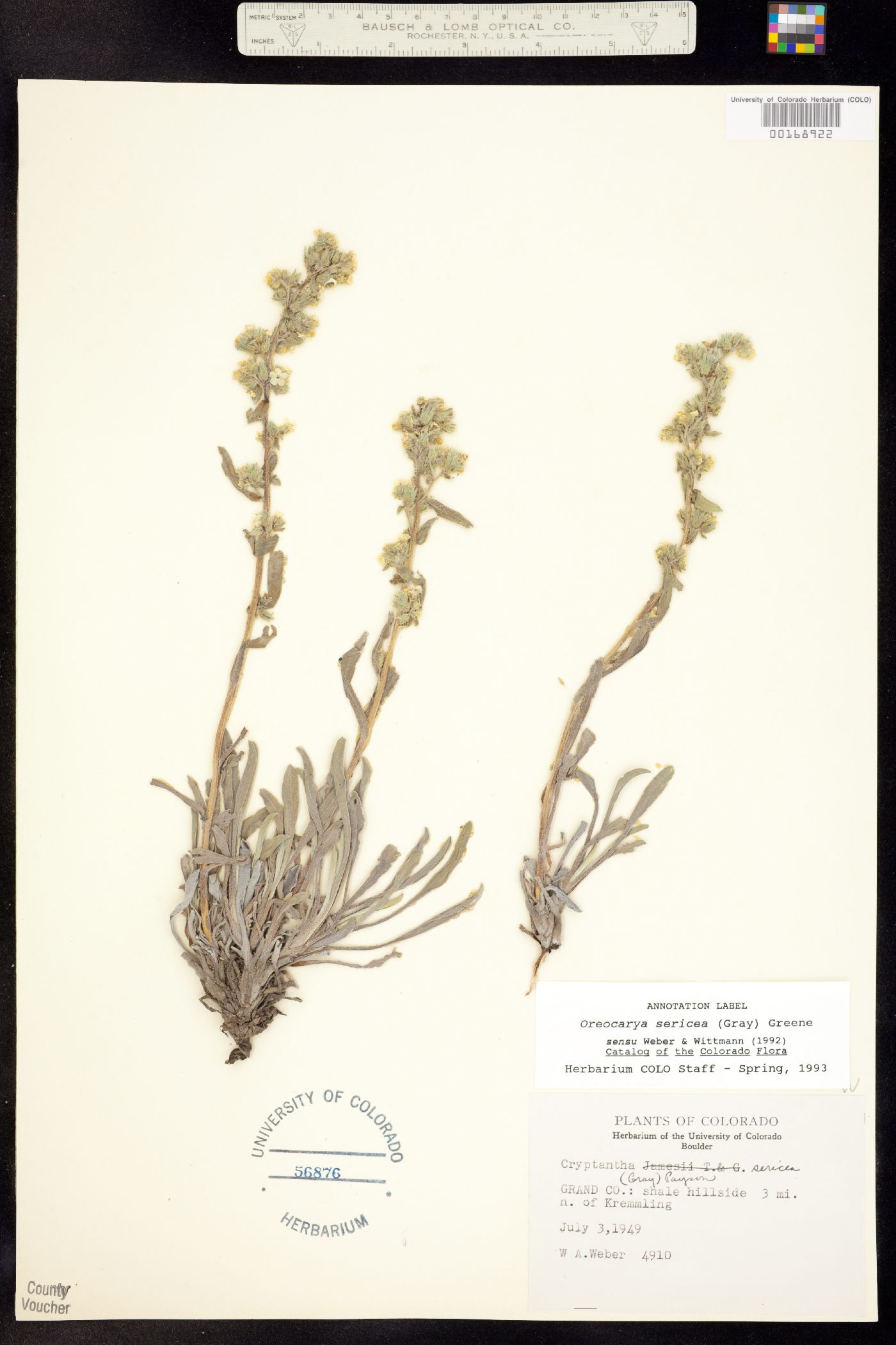 Cryptantha sericea image
