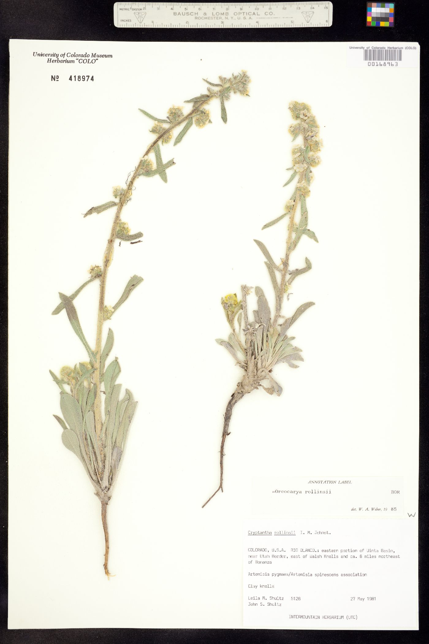 Cryptantha rollinsii image