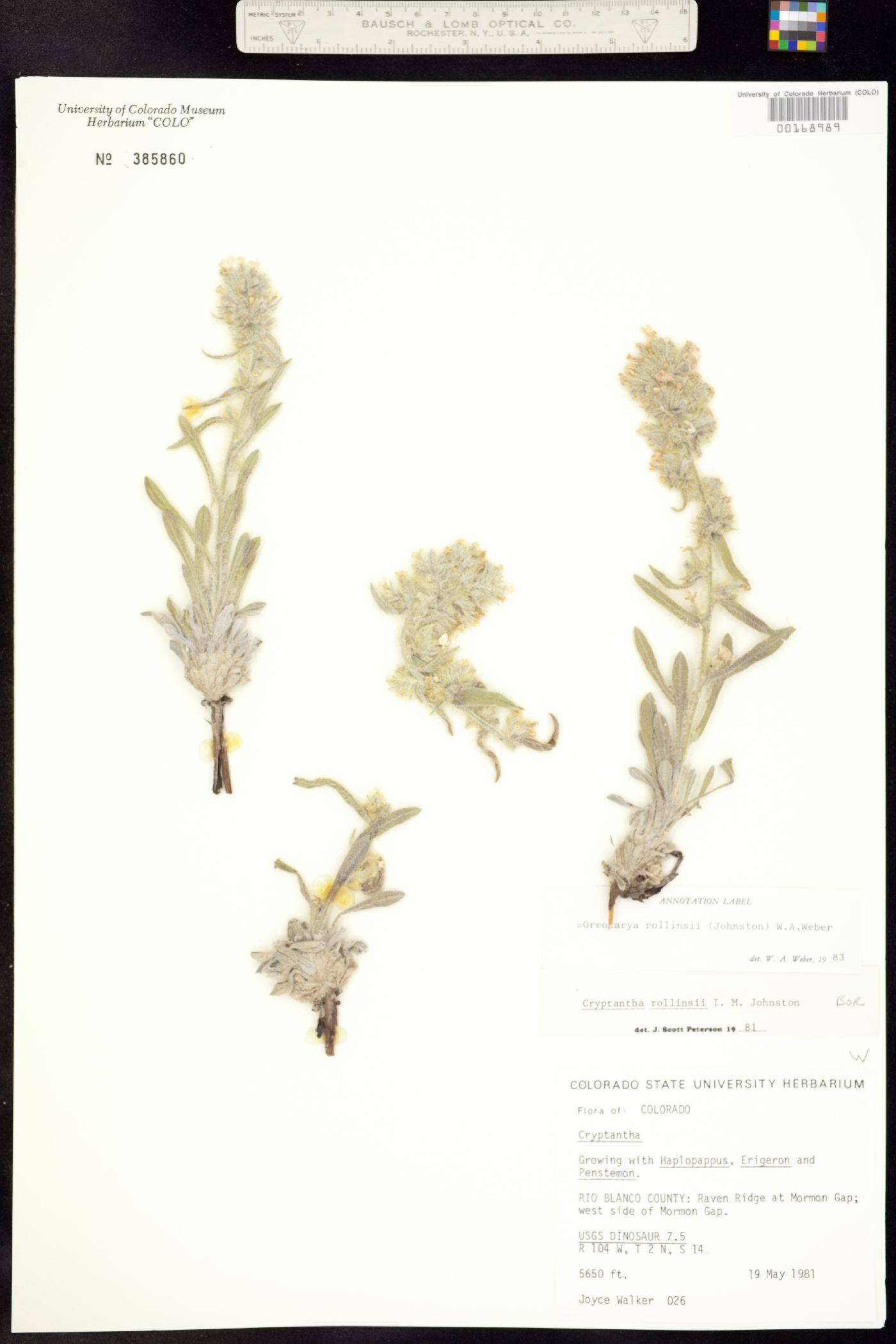 Cryptantha rollinsii image