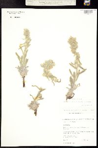 Image of Oreocarya rollinsii