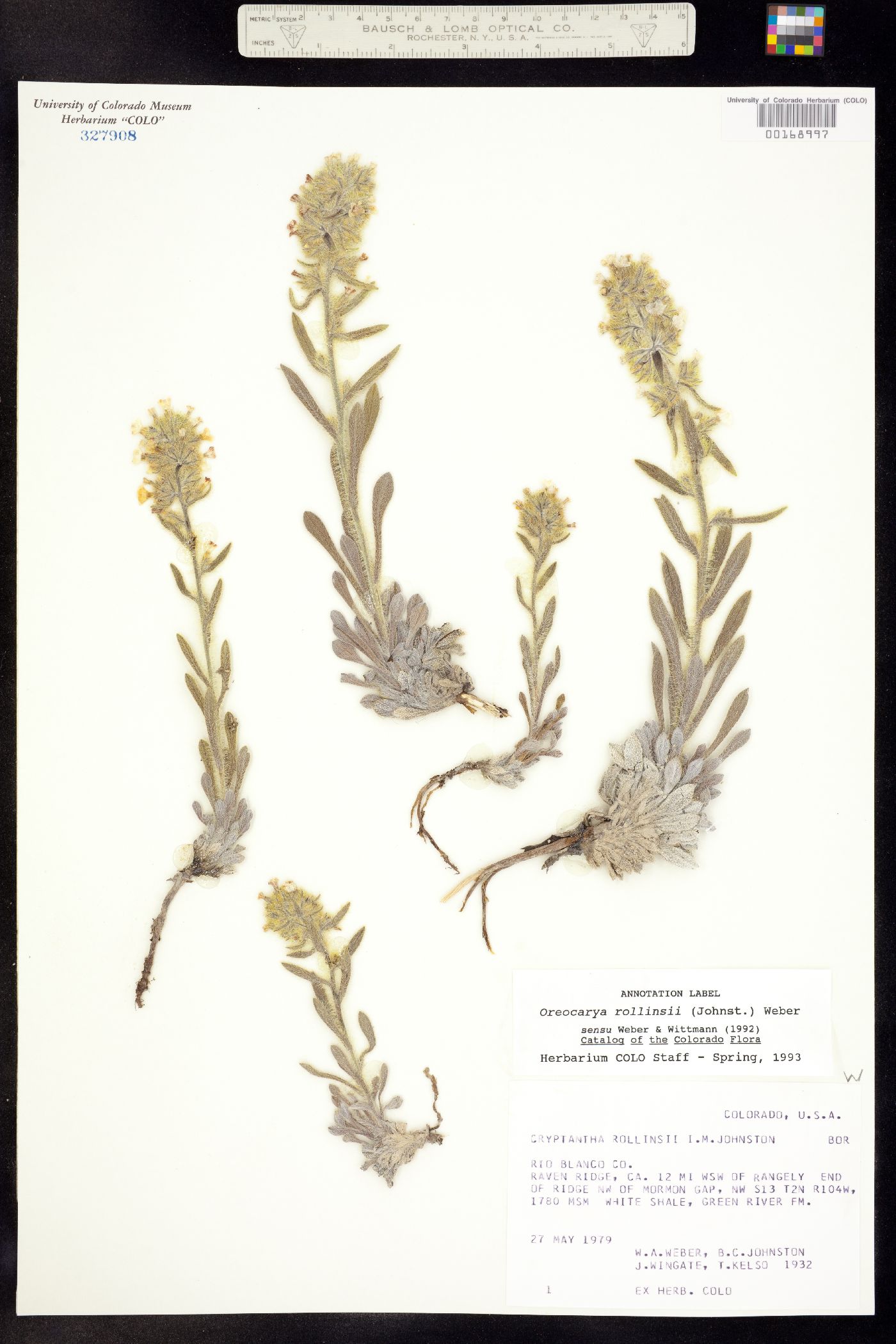 Cryptantha rollinsii image