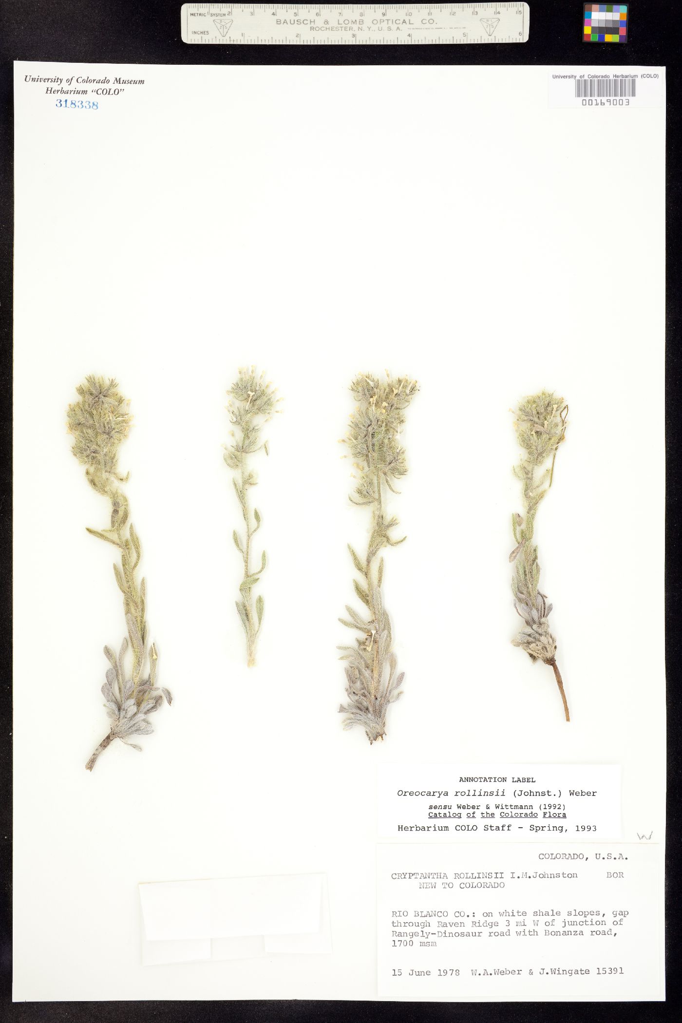 Cryptantha rollinsii image