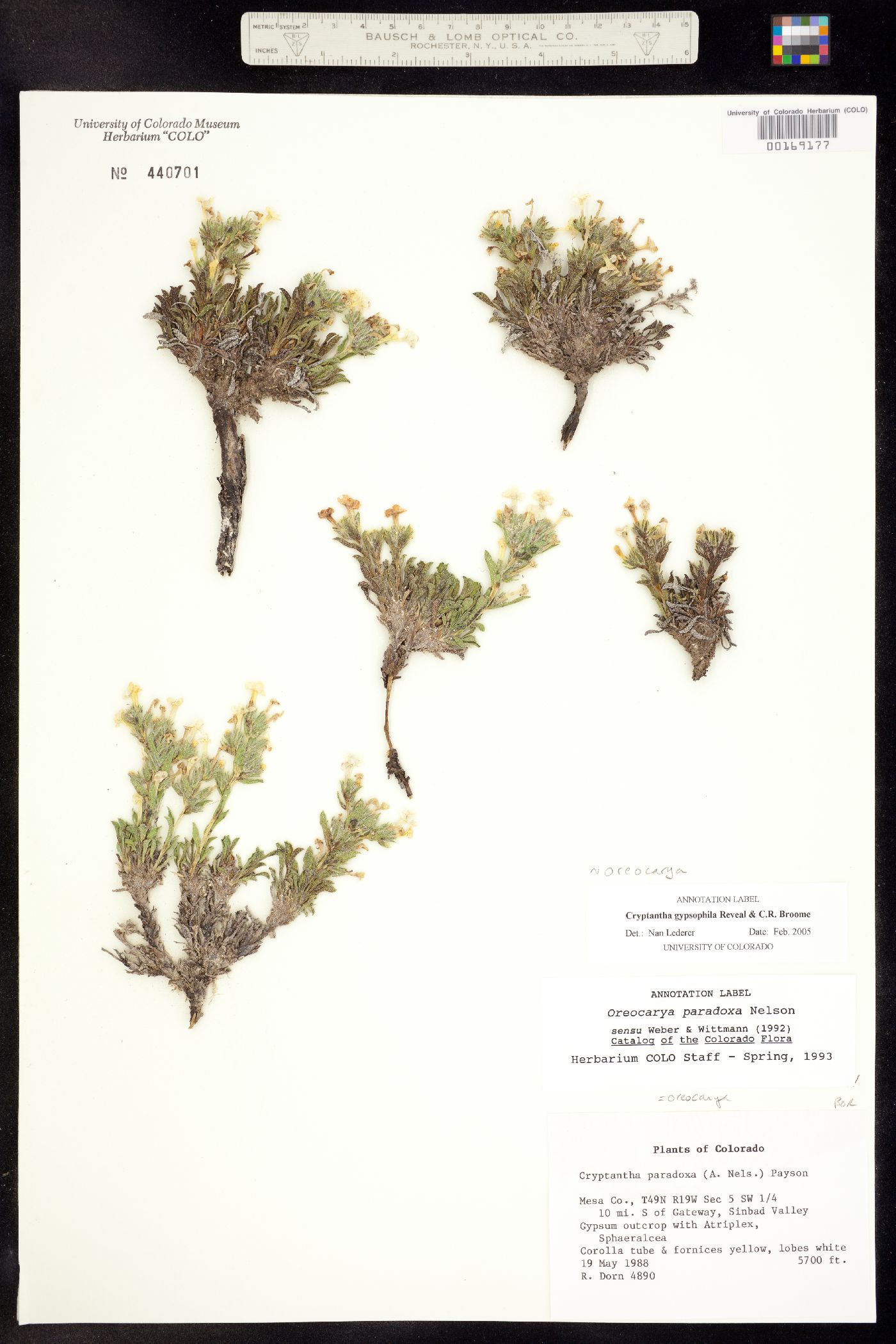 Oreocarya gypsophila image